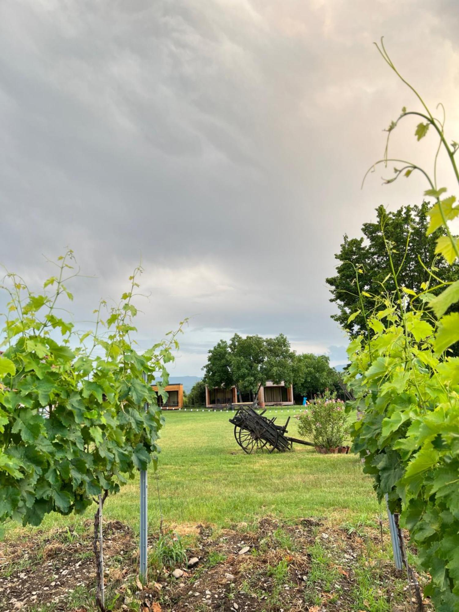 Chubini Winery & Cabins Kvareli Exterior foto